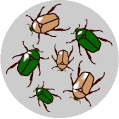 población inicial de escarabajos